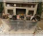 Small Photo #1 French Bulldog Puppy For Sale in NORTH LAS VEGAS, NV, USA
