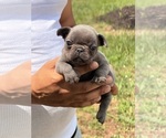Image preview for Ad Listing. Nickname: Blue