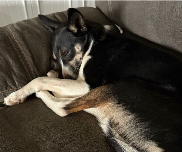 Medium Photo #2 Mutt Puppy For Sale in Sandy, UT, USA