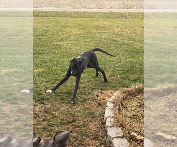 Medium Photo #3 Great Dane Puppy For Sale in Bullard, TX, USA