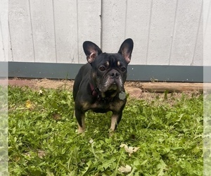 Mother of the French Bulldog puppies born on 05/26/2026