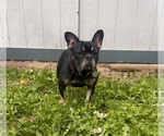 Small Photo #1 French Bulldog Puppy For Sale in HUTCHINSON, KS, USA