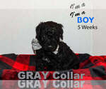 Small Photo #3 Labradoodle Puppy For Sale in WINCHESTER, KY, USA