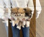 Small Photo #7 Pomeranian Puppy For Sale in ODIN, IL, USA