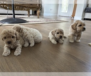 Poochon Puppy for sale in NORTH PORT, FL, USA