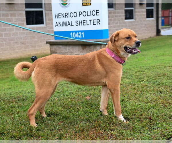 Medium Photo #12 Mutt Puppy For Sale in Glen Allen, VA, USA