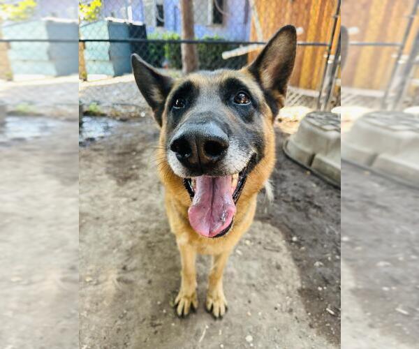 Medium Photo #2 German Shepherd Dog Puppy For Sale in Santa Barbara, CA, USA