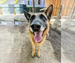 Small #1 German Shepherd Dog