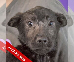 German Shepherd Dog-Unknown Mix Dogs for adoption in Huntley, IL, USA