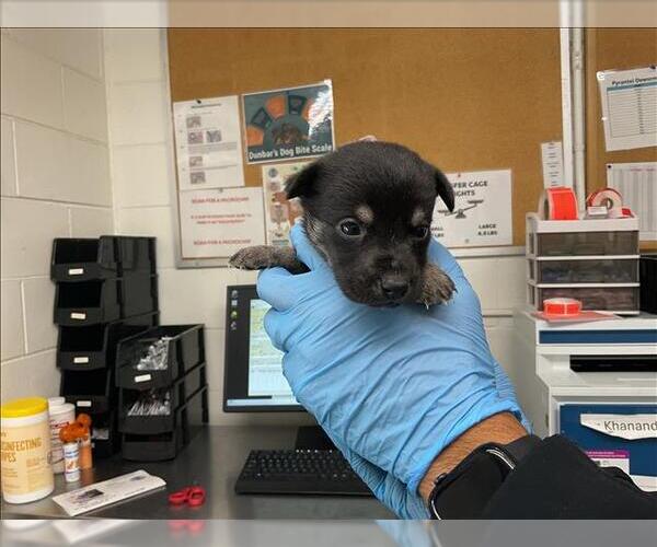 Medium Photo #1 Mutt Puppy For Sale in San Bernardino, CA, USA