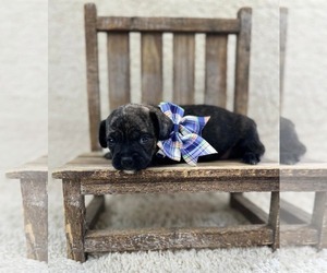 French Bullhuahua Dogs for adoption in Grafton, WI, USA