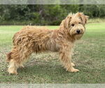 Small #1 Wheaten Terrier Mix