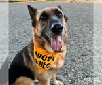 Small #11 German Shepherd Dog Mix