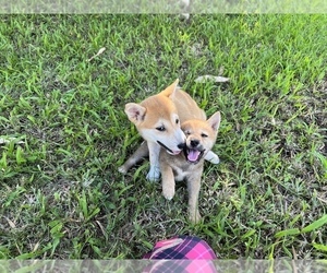 Shiba Inu Puppy for sale in MERRITT IS, FL, USA