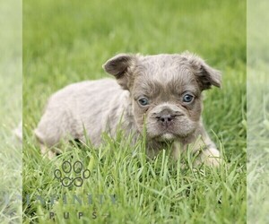 French Bulldog Puppy for sale in GORDONVILLE, PA, USA