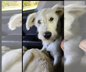 Golden Retriever-Unknown Mix Dogs for adoption in Mt. Laurel, NJ, USA