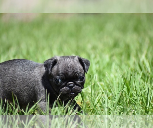 Medium Photo #8 Pug Puppy For Sale in PALM COAST, FL, USA