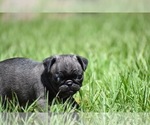 Small #7 Pug
