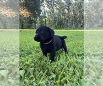 Small #11 Labrador Retriever