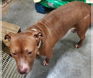 Justina - Female Staffordshire Bull Terrier-Unknown Mix Dog for Adoption - Photo #3