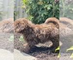 Small #3 Havanese