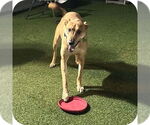 Small #5 Labrador Retriever Mix