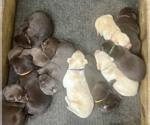 Labrador Retriever Puppy for Sale in STANLEY, Wisconsin USA
