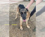 Small #1 German Shepherd Dog Mix