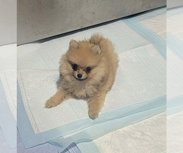 Medium Photo #1 Pomeranian Puppy For Sale in LOYAL, WI, USA