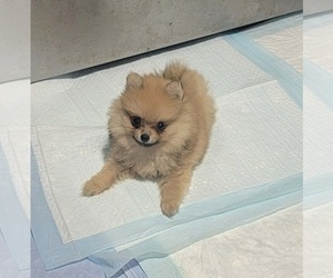 Pomeranian Puppy for sale in LOYAL, WI, USA