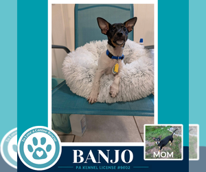 Chiweenie Dogs for adoption in Kimberton, PA, USA