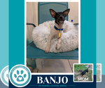 Banjo (Scooters Skittles) 100326 - Male Chiweenie Dog for Adoption - Small photo