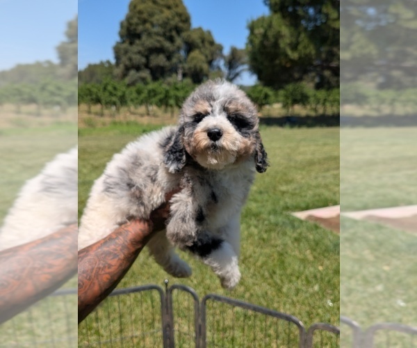 Medium Photo #38 Bernedoodle-Golden Mountain Dog Mix Puppy For Sale in DAVIS, CA, USA