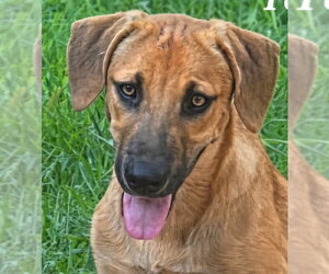 Mutt Dogs for adoption in Canton, CT, USA