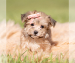 Small Photo #20 Morkie Puppy For Sale in WARSAW, IN, USA