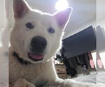 Small #6 Siberian Husky Mix