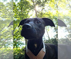 Franklin - Male Mutt Dog for Adoption - Photo #8