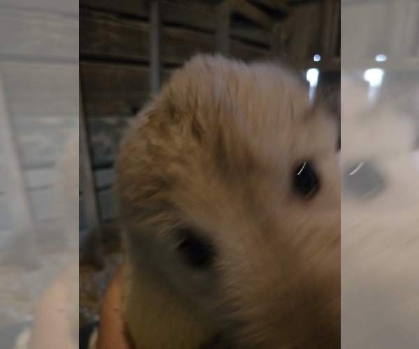 Medium Photo #5 Maremma Sheepdog Puppy For Sale in ROCHELLE, IL, USA