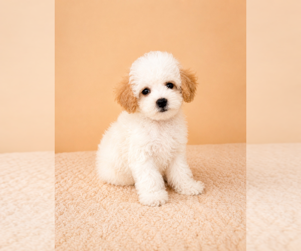 Medium Photo #3 Cavapoo (Miniature) Puppy For Sale in GREENFIELD, IN, USA