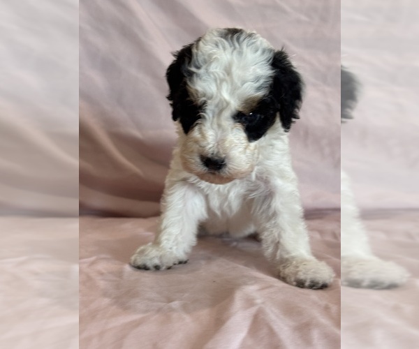 Medium Photo #13 Bernedoodle (Miniature) Puppy For Sale in LONGMONT, CO, USA