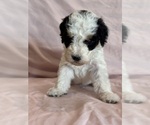 Love - Female Bernedoodle (Miniature) Puppy for Sale - Photo #13