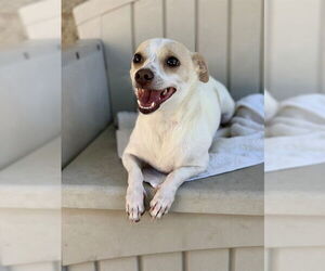 Chihuahua Dogs for adoption in Fremont, CA, USA