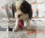 Small Photo #3 Cavalier King Charles Spaniel Puppy For Sale in LANCASTER, PA, USA