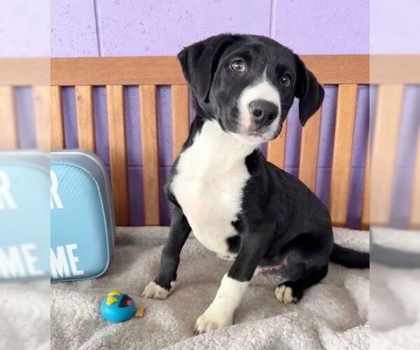 Medium Photo #1 Labrador Retriever-Unknown Mix Puppy For Sale in Genesee, WI, USA