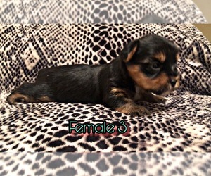 Yorkshire Terrier Puppy for sale in LOCUST GROVE, GA, USA