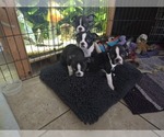 Small #3 Boston Terrier