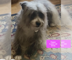 Small #2 Bearded Collie Mix
