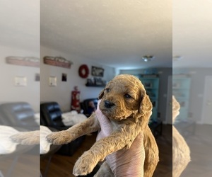 Goldendoodle (Miniature) Puppy for Sale in WASHINGTON COURT HOUSE, Ohio USA