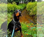 Small #2 Doberman Pinscher