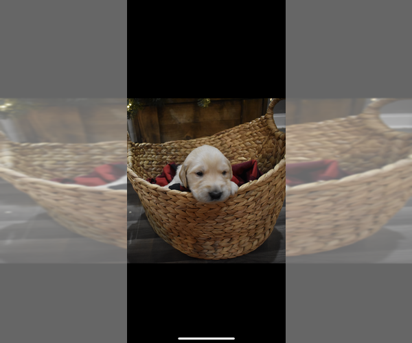 Medium Photo #3 Golden Retriever Puppy For Sale in COTTONWOOD, AL, USA